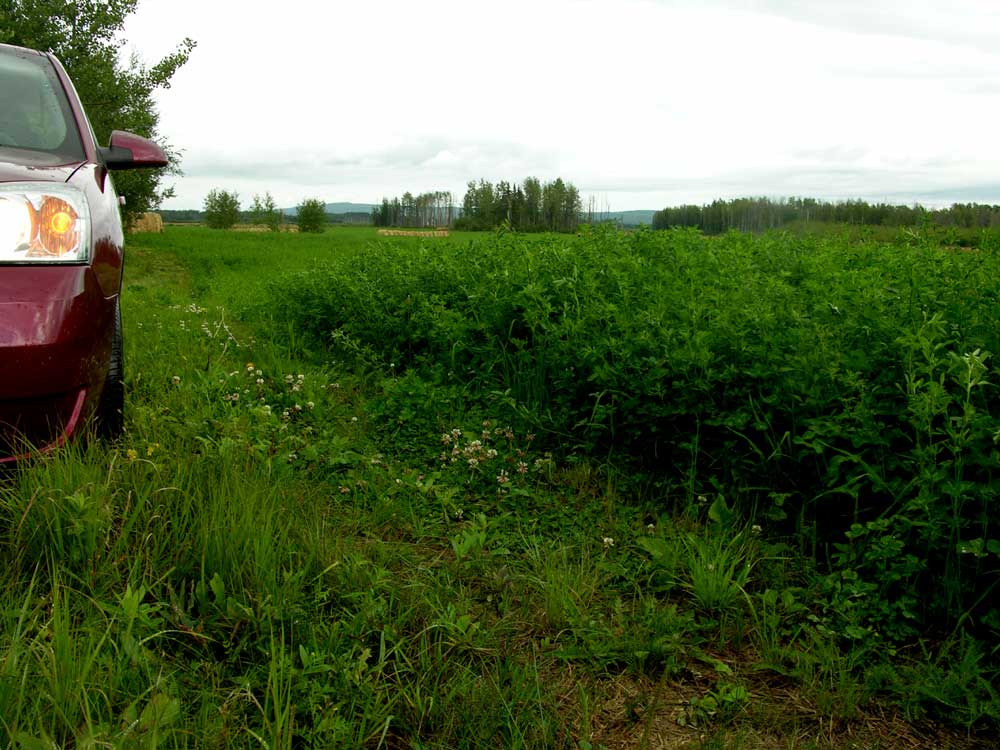 Alfalfa ? - Homesteading Questions