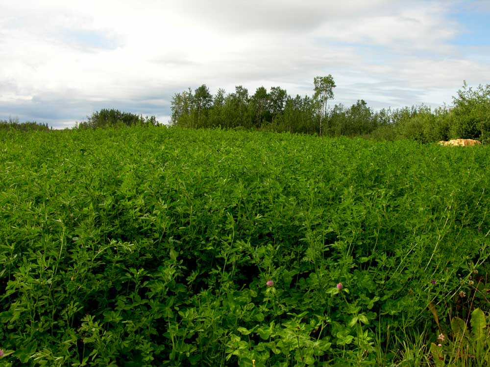 Alfalfa ? - Homesteading Questions