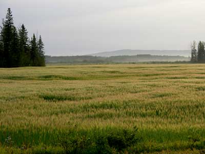 how many out there do it w/o supplemental income? - Homesteading Questions