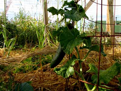 What do you dig your garden with? - Homesteading Questions