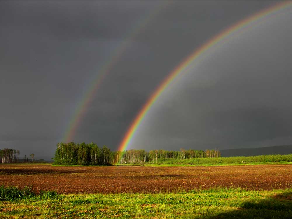 Pictures - Homesteading Questions