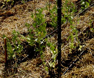 Soaker hoses - Homesteading Questions