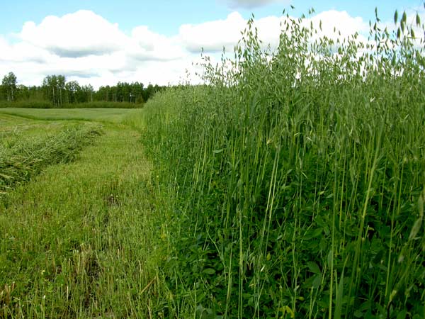 how big is ur farm? - Homesteading Questions