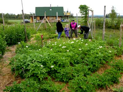 Advice on preparing a new garden plot... in the spring - Homesteading Questions