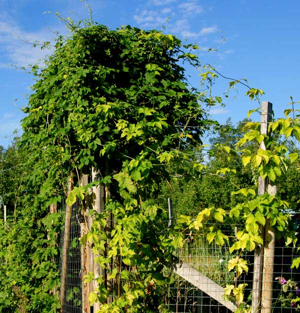 Hops?? - Homesteading Questions