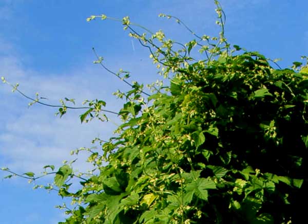 Hops?? - Homesteading Questions
