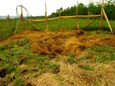 Advice on preparing a new garden plot... in the spring - Homesteading Questions