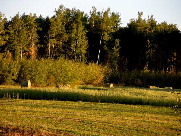 How Many Bales Per Acre Homesteading Forum