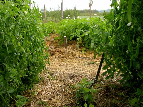 What all can I put in my Lasagna garden?? - Homesteading Questions