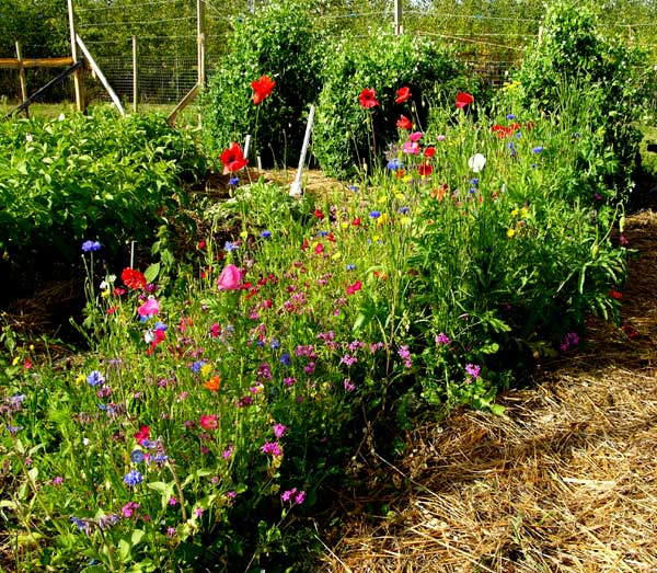 What all can I put in my Lasagna garden?? - Homesteading Questions