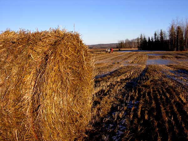 Where do you live? (photos) - Homesteading Questions