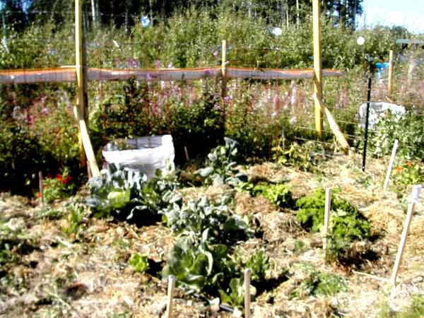 HomemadeTomatoe Greenhouse ??? - Homesteading Questions