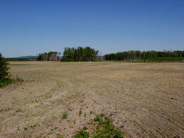 Land Clearing Question - Homesteading Questions